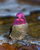 Annas Hummingbird