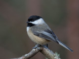 Black-capped Chickadee