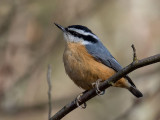 Red-breasted Nuthatch