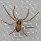 (Philodromus dispar) Running Crab Spider