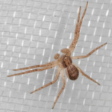 (Philodromus dispar) Running Crab Spider