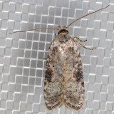 0874.1 Poison Hemlock Moth  (Agonopterix alstroemeriana)