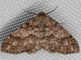 6618 Western Carpet (Melanolophia imitata)