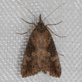 8461 Hop Vine Moth (Hypena humuli)