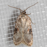 0874.1 Poison Hemlock Moth (Agonopterix alstroemeriana)
