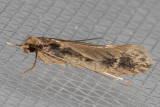 0404 (Tinea pallescentella)