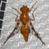 Currant fruit fly (Euphranta canadensis)