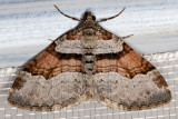 7368 Labrador Carpet Moth (Xanthorhoe labradorensis)