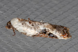 3510 Snowy-shouldered Acleris  (Acleris nivisellana)