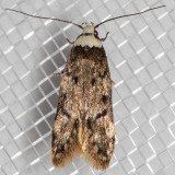 1067 White-shouldered House Moth (Endrosis sarcitrella)