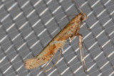 0639 (Caloptilia stigmatella)