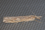 5453 Western Lawn Moth    (Tehama bonifatella)