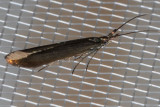 1398.2 (Coleophora deauratella)