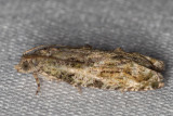 3230 Maple Twig Borer Moth (Proteoteras aesculana)