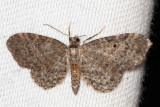 7480 (Eupithecia bryanti)