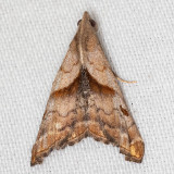 8397 Dark-spotted Palthis (Palthis angulalis)