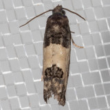 2906 Eye-spotted Bud Moth (Spilonota ocellana)