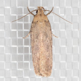 2262 Cotton Stem Moth (Platyedra subcinerea)