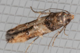 1615 Sweetclover Root Borer Moth (Walshia miscecolorella)