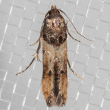 1615 Sweetclover Root Borer Moth (Walshia miscecolorella)
