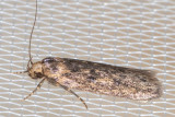 1064 Brown House Moth (Hofmannophila pseudospretella)