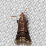 5999 Broad-banded Eulogia Moth   (Eulogia ochrifrontella)
