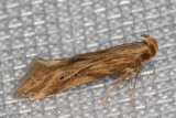 1685 Burdock Seedhead Moth (Metzneria lappella)