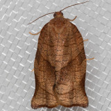 3635 Oblique-banded Leafroller (Choristoneura rosaceana)