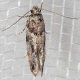 1783 Lesser Bud Moth (Recurvaria nanella)