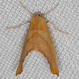 6911 (Sicya crocearia)