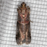 5653 Cranberry Fruitworm (Acrobasis vaccinii) (T)