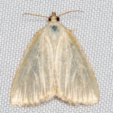 9048 Pale Glyph (Protodeltote albidula)