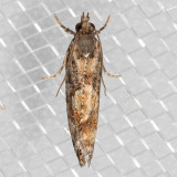 3240 Spruce Bud Moth (Zeiraphera canadensis)