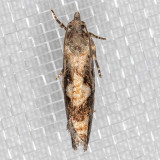 3241 Larch Needleworm (Zeiraphera improbana)