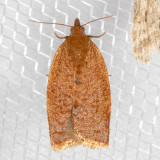 3683 Privet Tortrix (Clepsis consimilana)