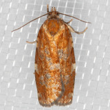 3639-46 (Choristoneura fumiferana group)