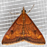 5052 Pyrausta californicalis (Pyrausta californicalis)