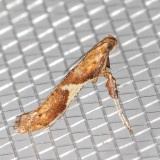 0639 (Caloptilia stigmatella)