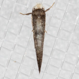 2414 Rufous-tipped Swammerdamia Moth (Swammerdamia pyrella)