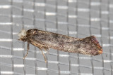 2414 Rufous-tipped Swammerdamia Moth (Swammerdamia pyrella)