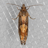 3240 Spruce Bud Moth (Zeiraphera canadensis)