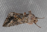 8914 Alfalfa Looper Moth (Autographa californica)