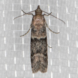 6000 Dusky Raisin Moth (Ephestiodes gilvescentella)
