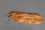 3639-46 (Choristoneura fumiferana group)