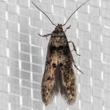 1633 Midrib Gall Moth (Sorhagenia nimbosa)