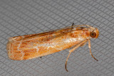 5846 Ponderosa Pine Coneworm Moth    (Dioryctria auranticella)