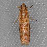 5846 Ponderosa Pine Coneworm Moth (Dioryctria auranticella)