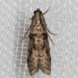 5727 (Promylea lunigerella)