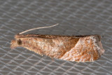 3120 (Pelochrista derelicta)