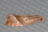 3120 (Pelochrista derelicta)